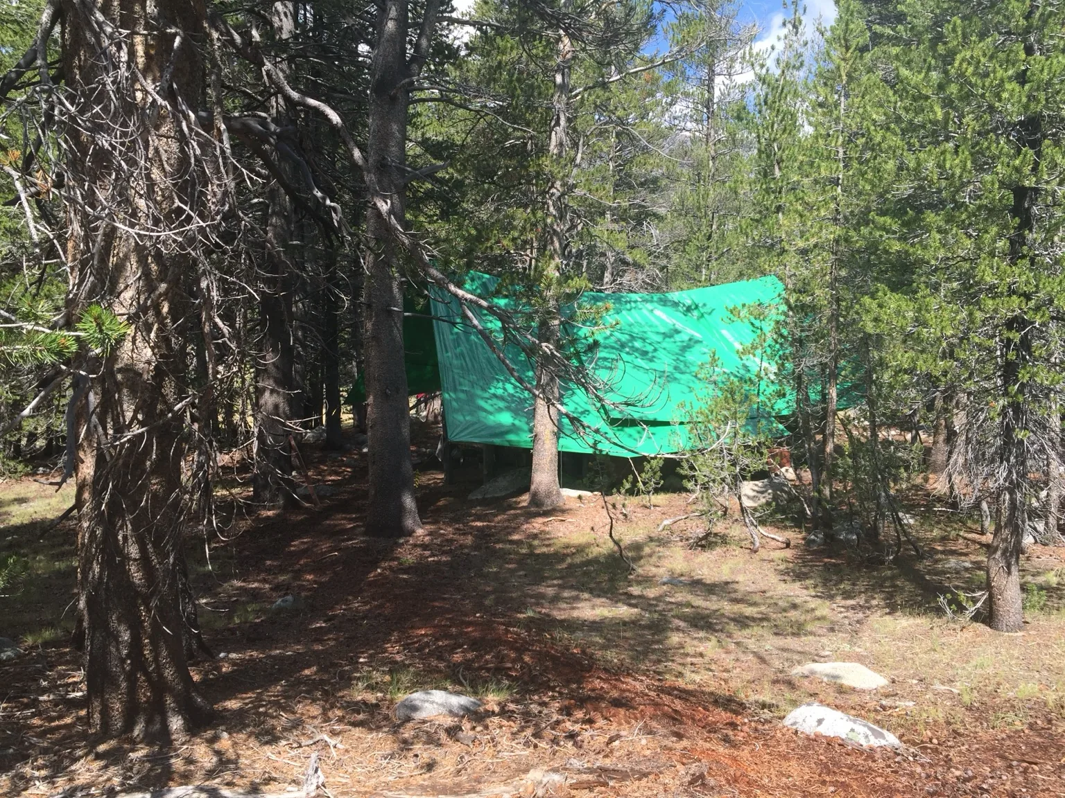 Green tarp sheltering a camp kitchen among pine trees